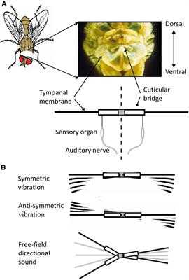 Cues for Directional Hearing in the Fly Ormia ochracea